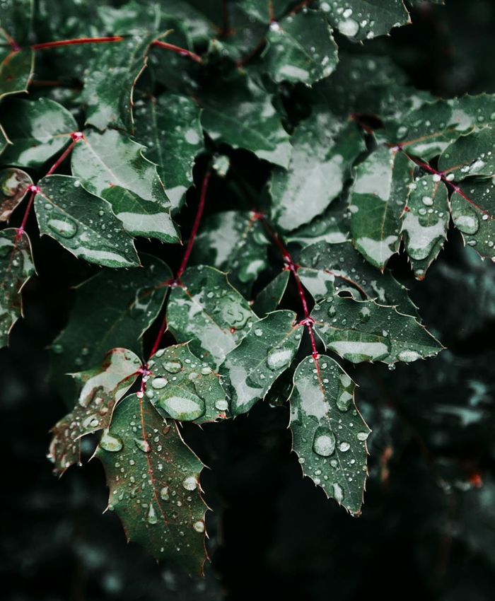 Abstract composition of herbal leaves and water drops