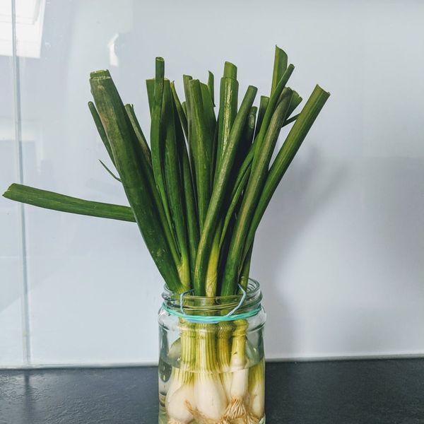 Fresh green herbs in a glass of clear water